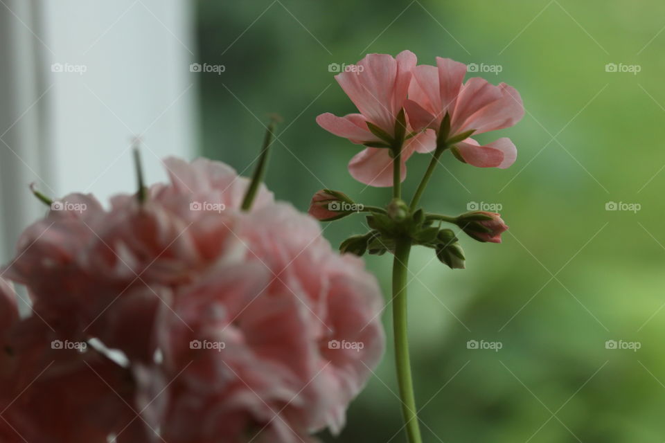 Pink geranium at home
