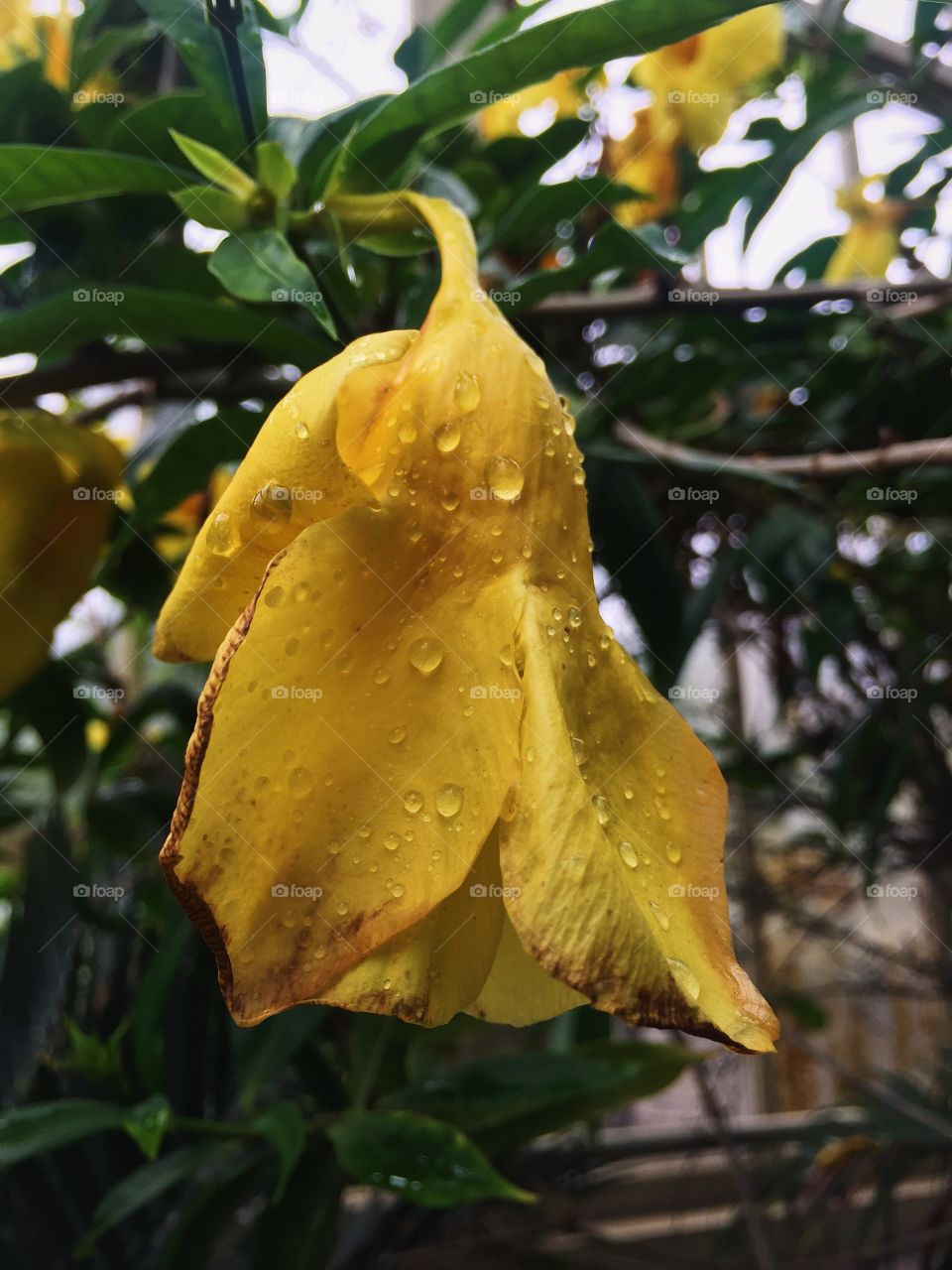 Leaf, No Person, Nature, Flora, Garden