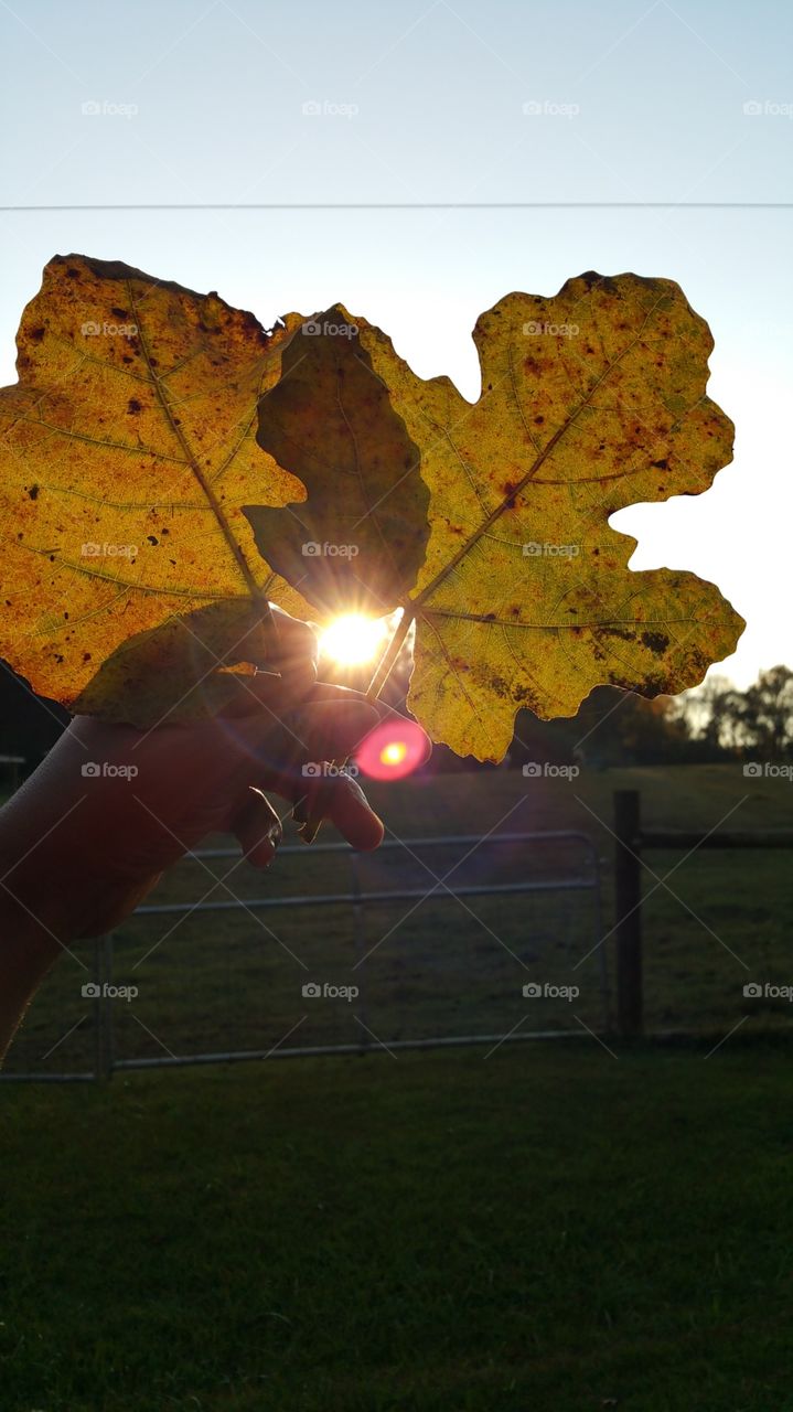 Fall, Light, People, Outdoors, Nature