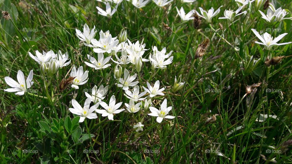 Flowers