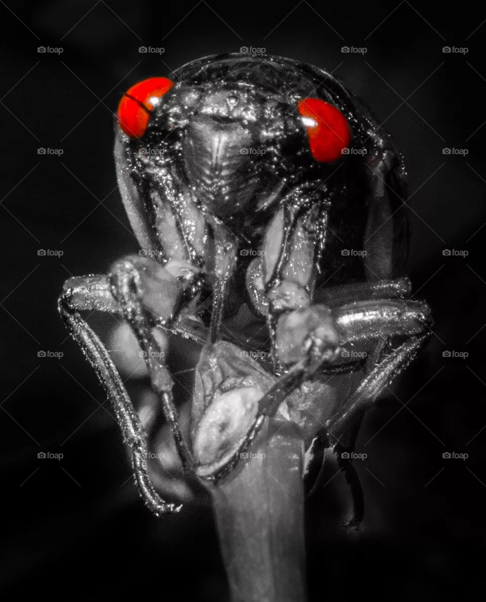 Alien
