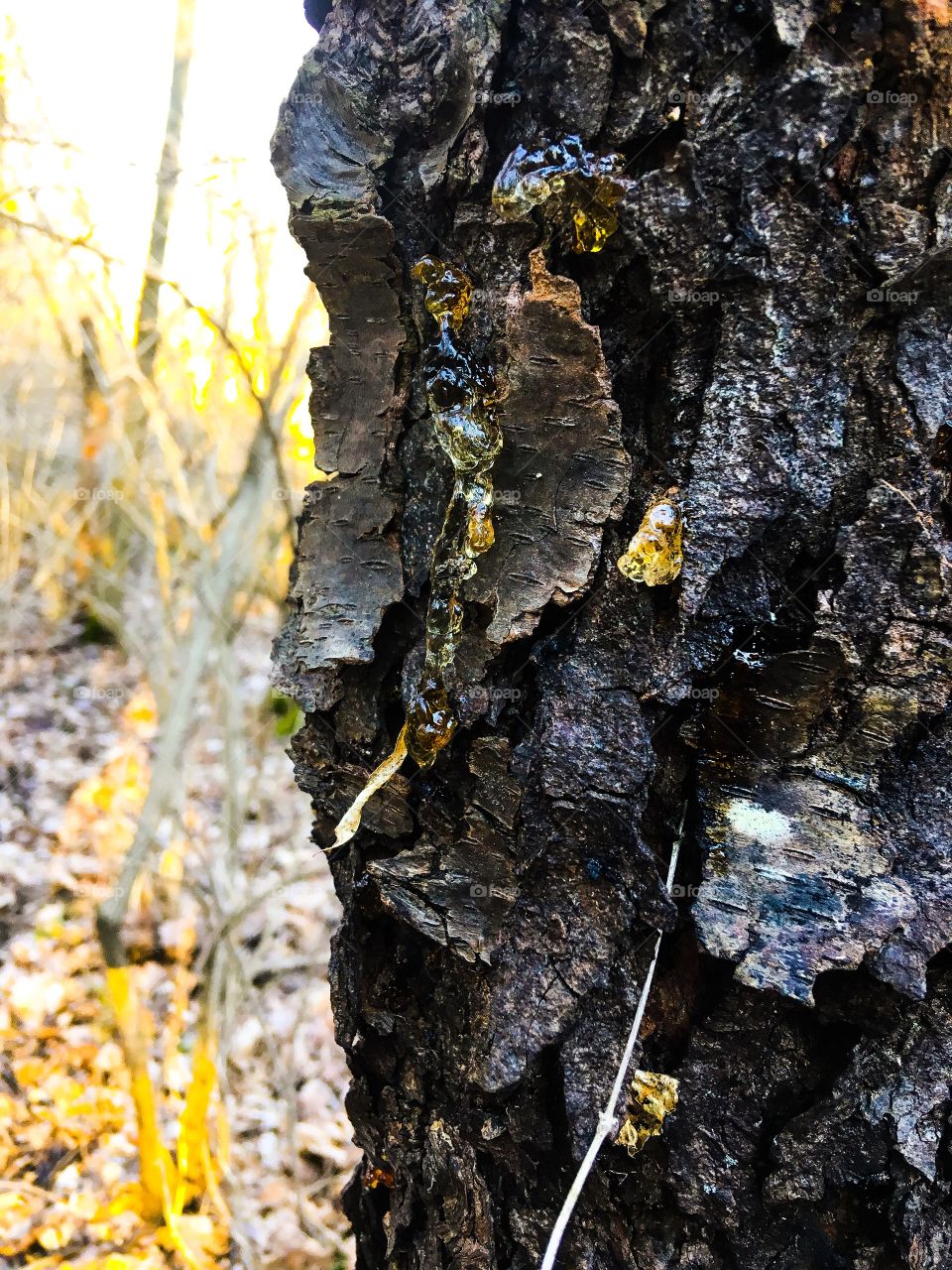 Bark with amber sap from an Indiana tree.