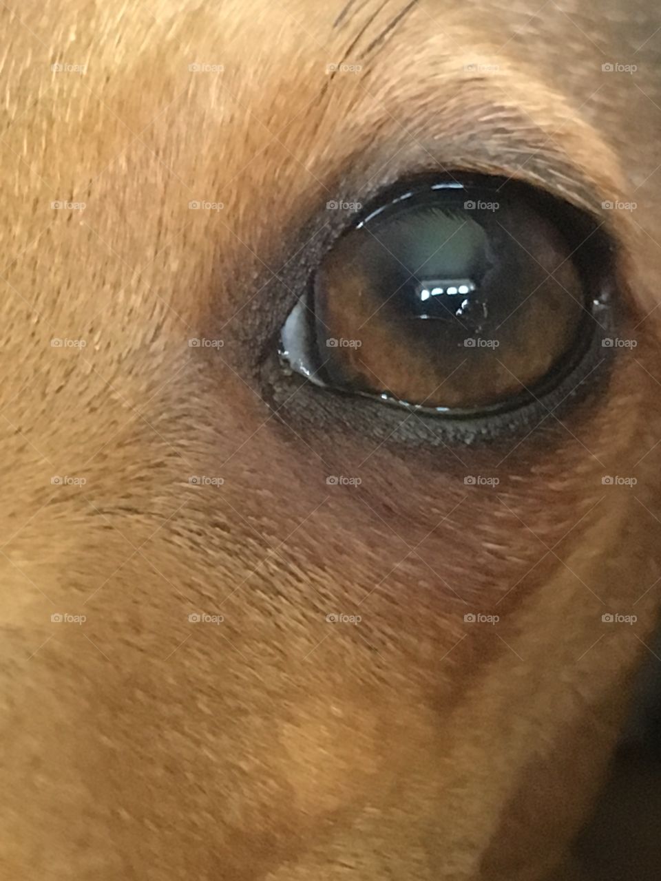 Close up view of Amber the fawn Italian greyhound puppy’s eye