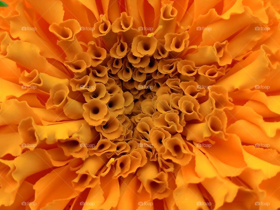 Tagetes erecta flower.