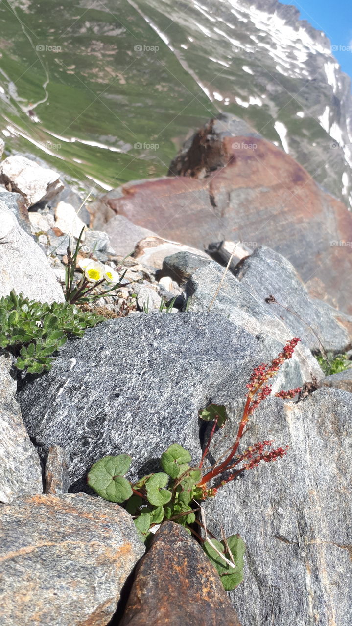Alpine flowera, Oxyria digyna and Ranunculus glacialis at Furka pass, Switzerland