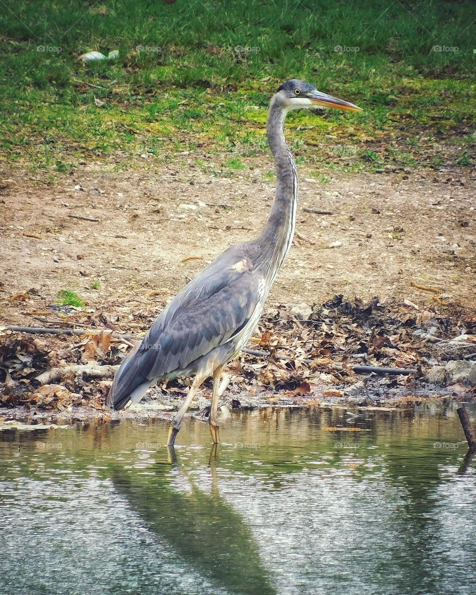 Blue Heron in a pond.. 