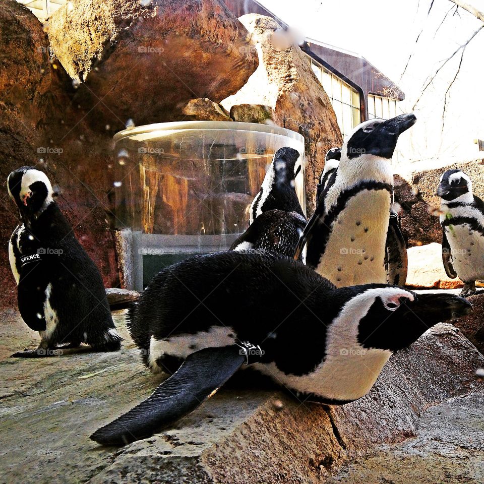 Penguins 