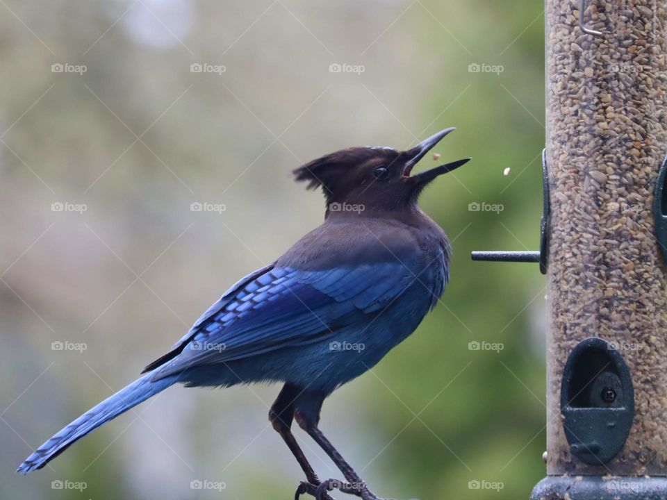 A bright blue Stellars Jay nabs some birdseed from a feeder in the backyard garden 