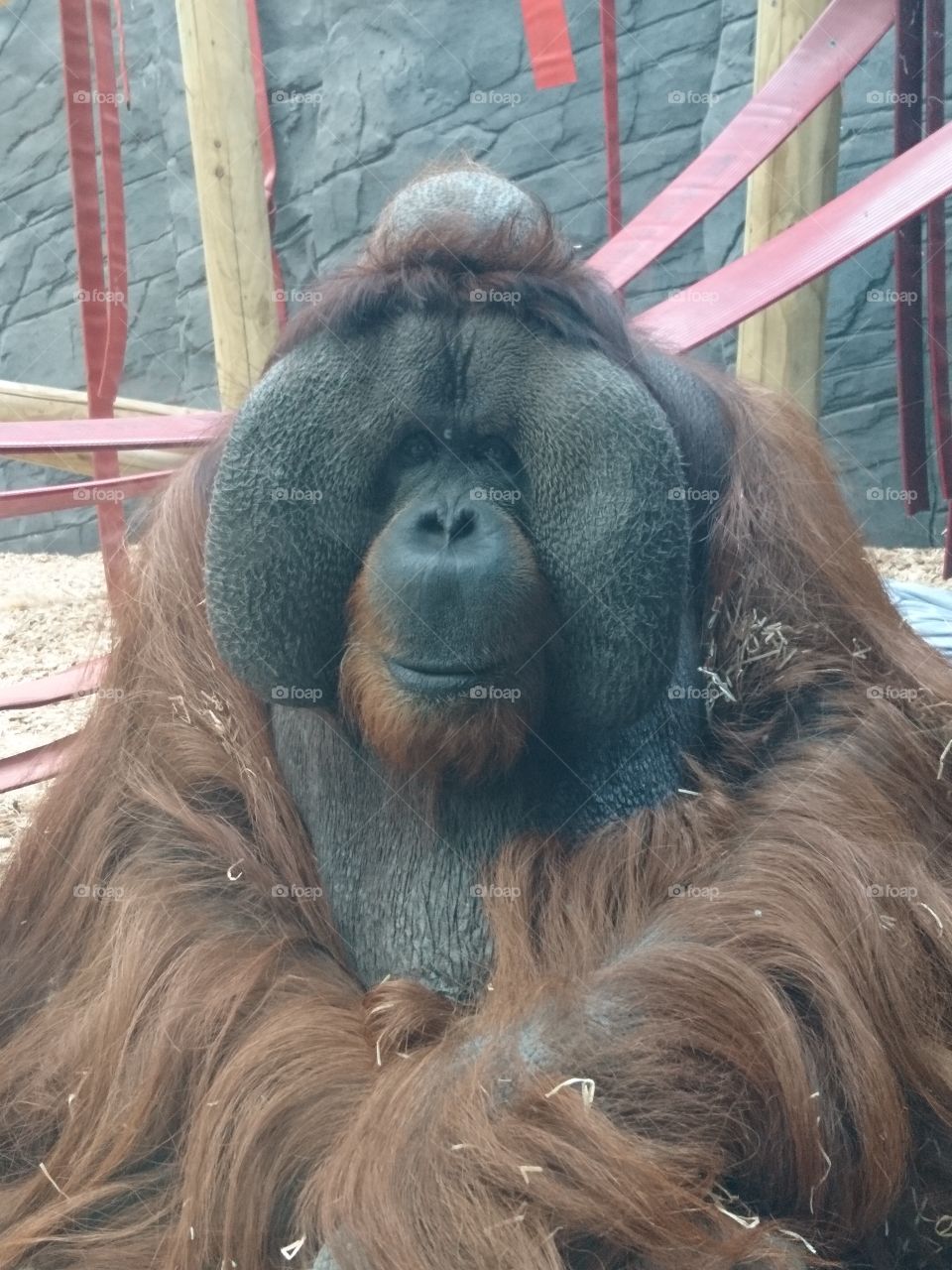 Orangutan at the zoo close up