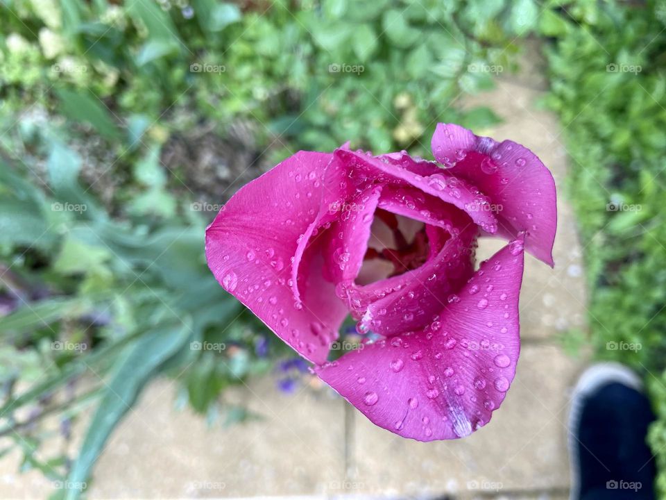 Raindrops on tulip