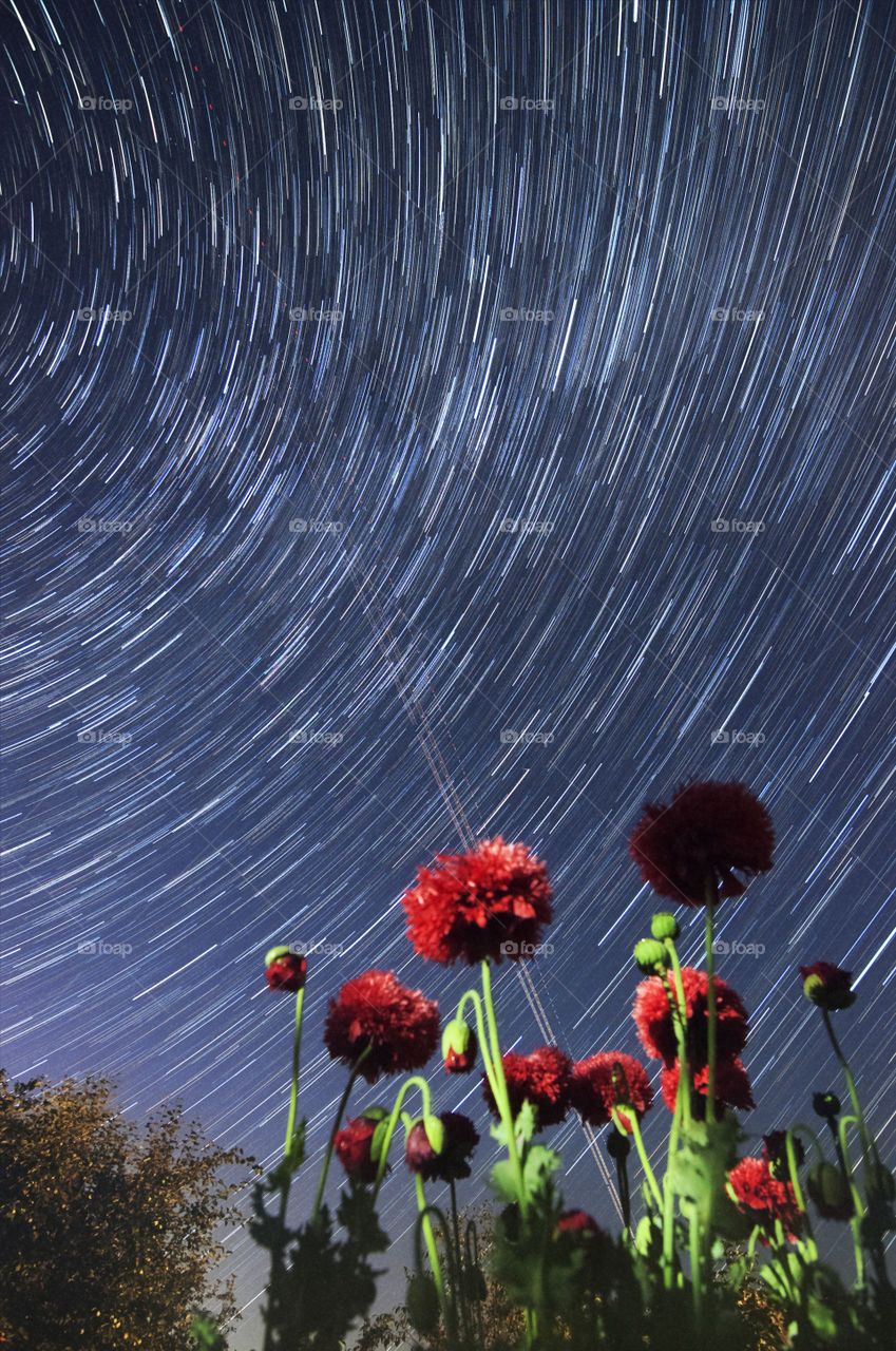 Star poppies