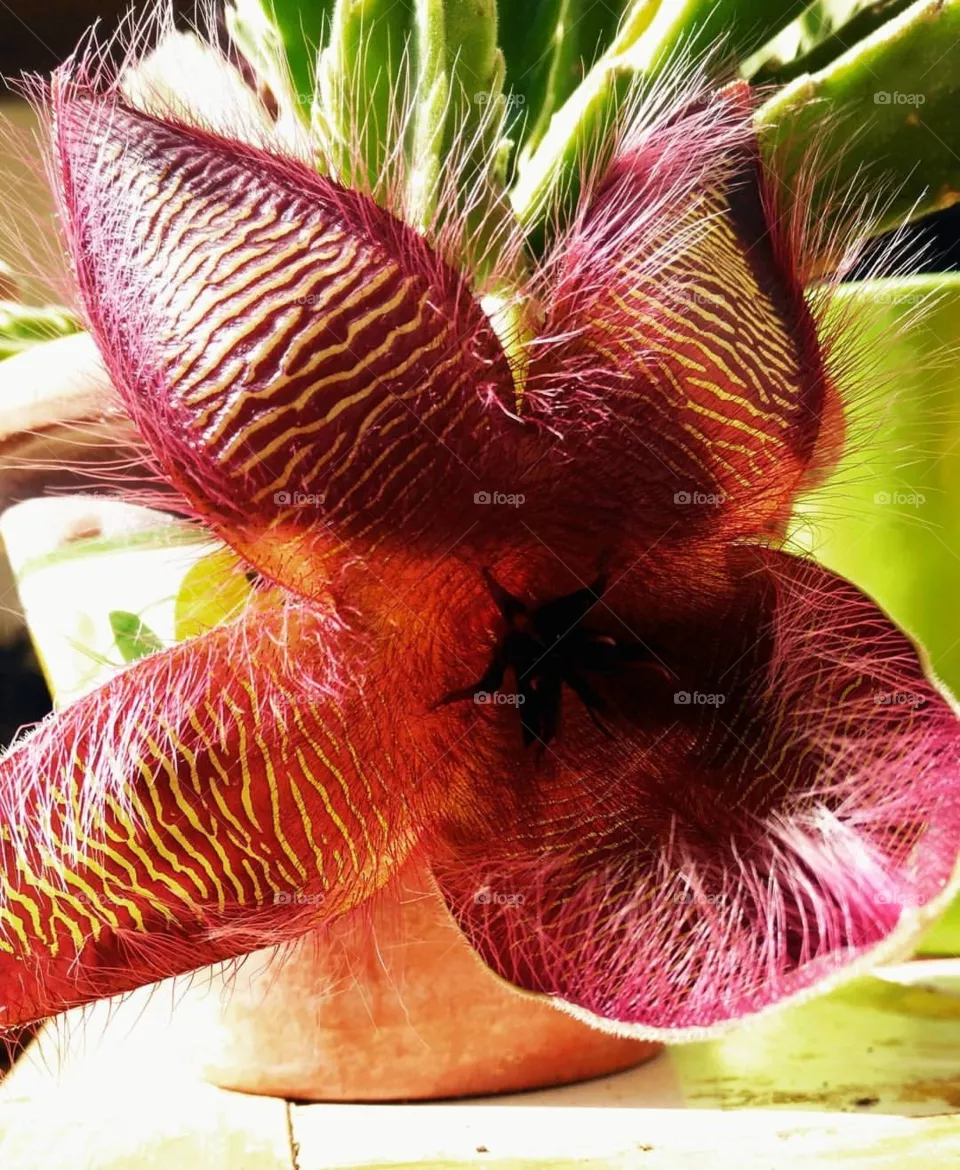 Flower