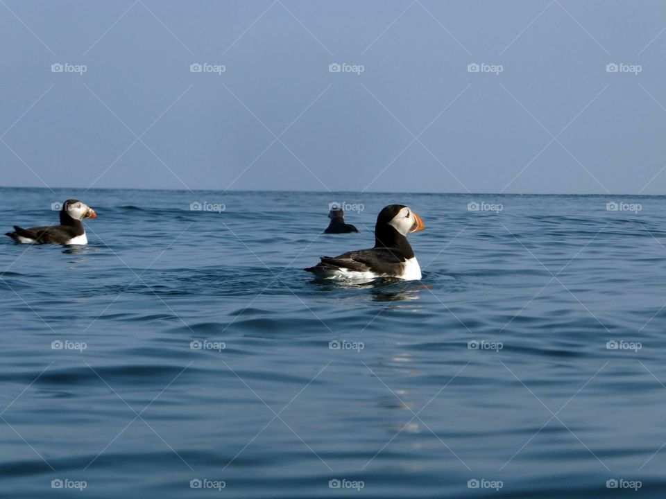 Skomer puffin 