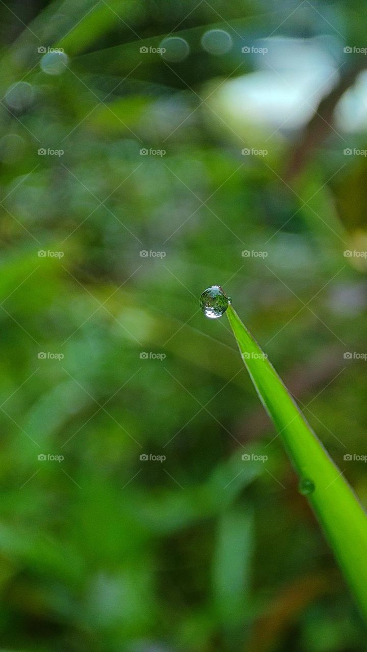 Hold tight - water drop at the tip of a leaf