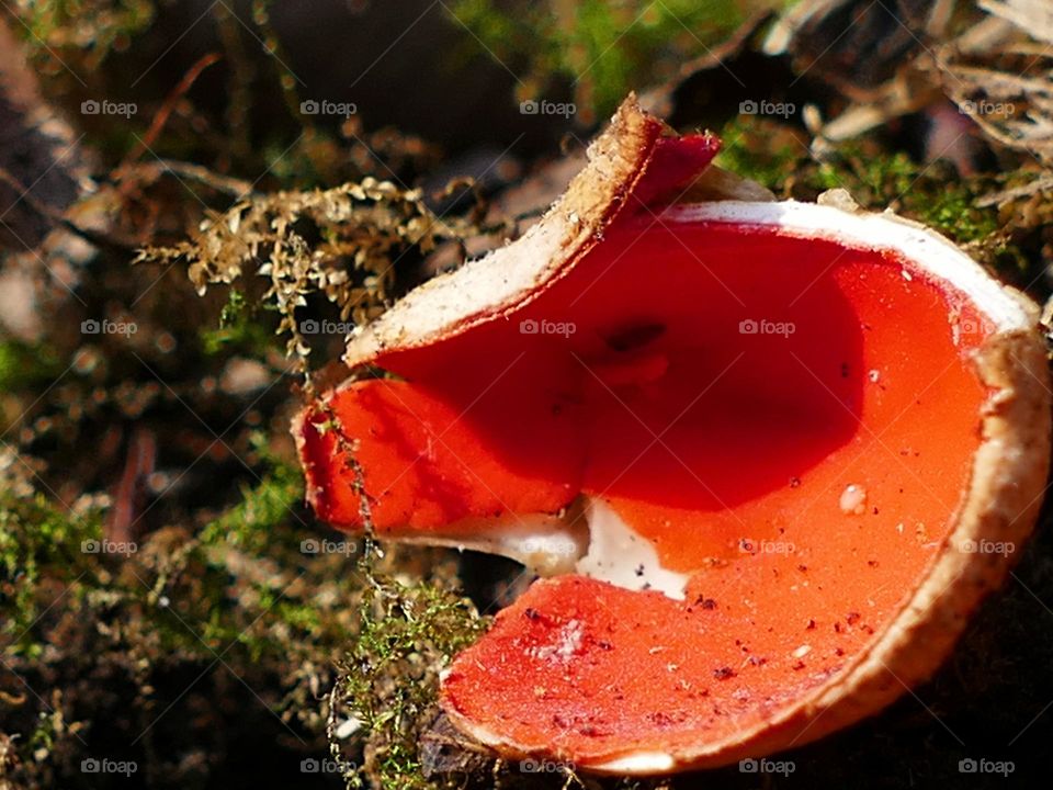A red goblet mushroom