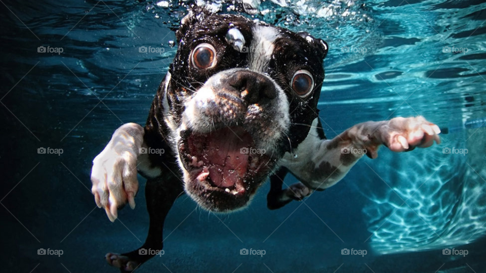 this dog wants a ball . the ball is behind the camera 😂. poor dog