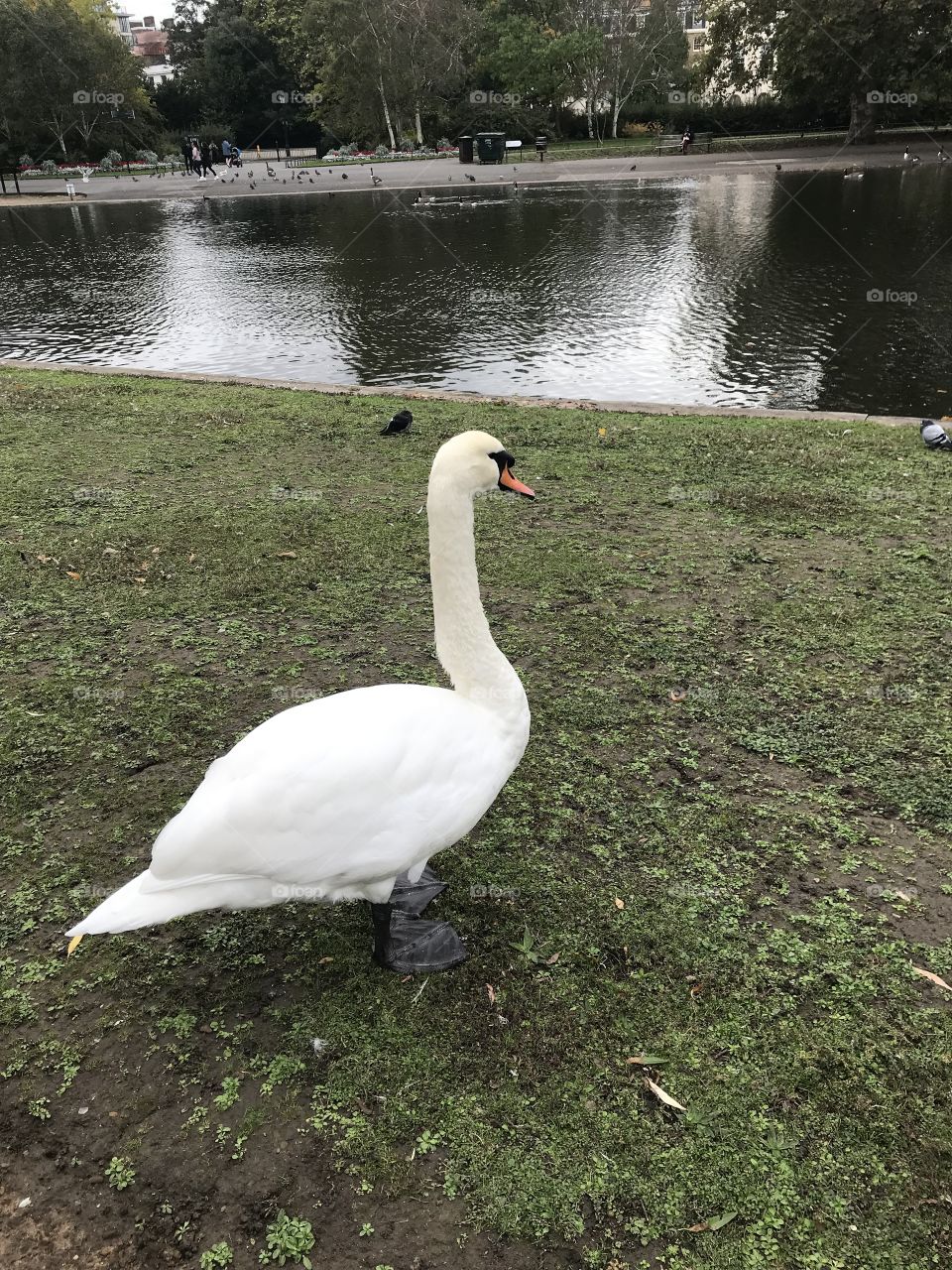 Swan at English Pond