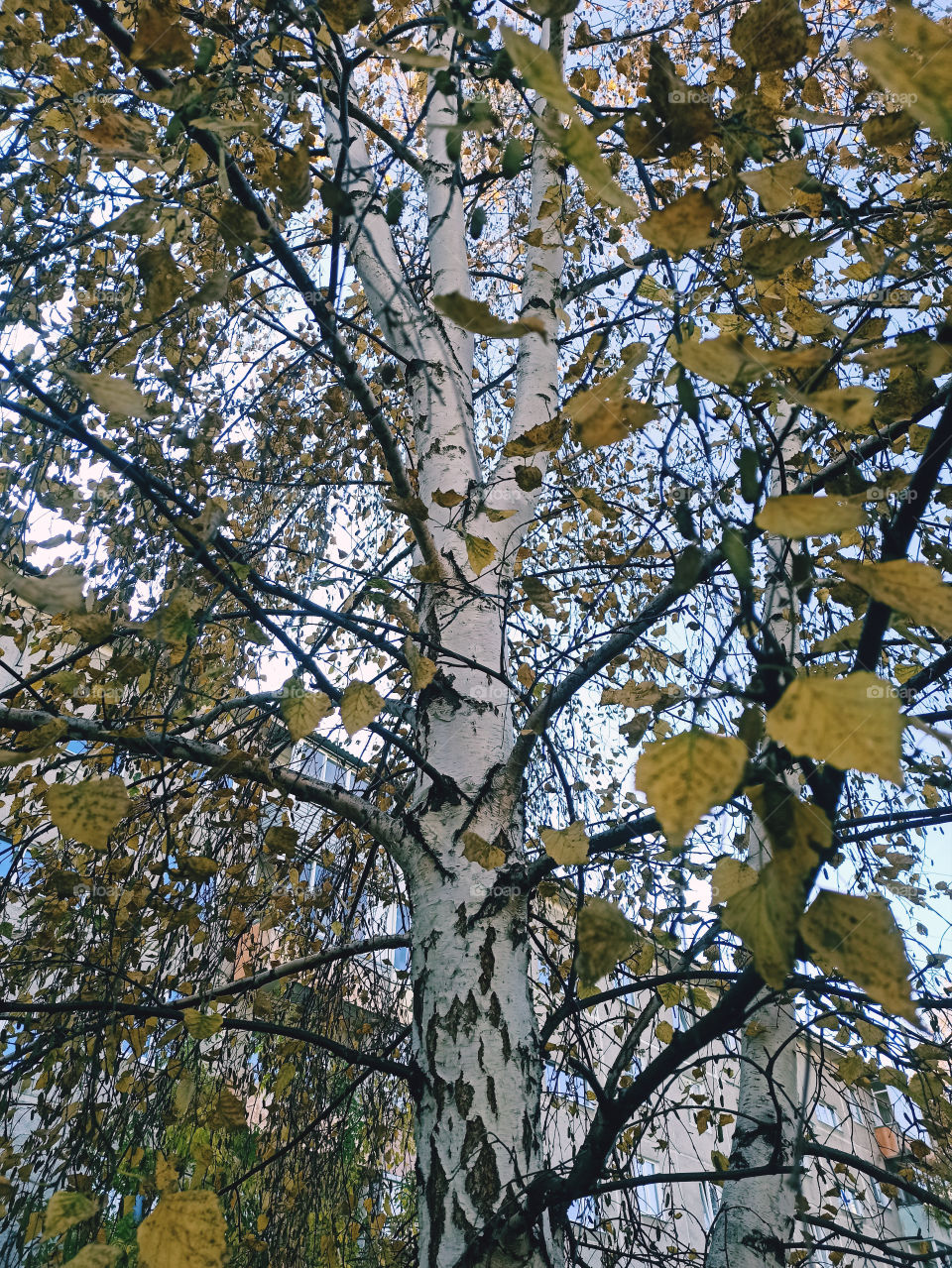 autumn birch