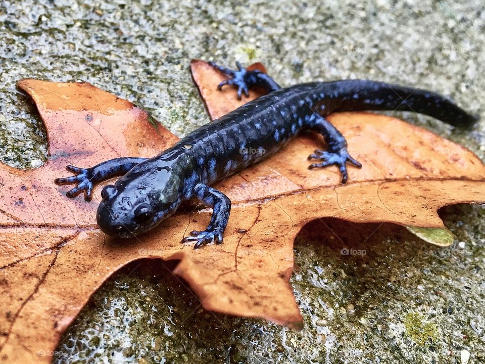 Blue Spotted Salamander 