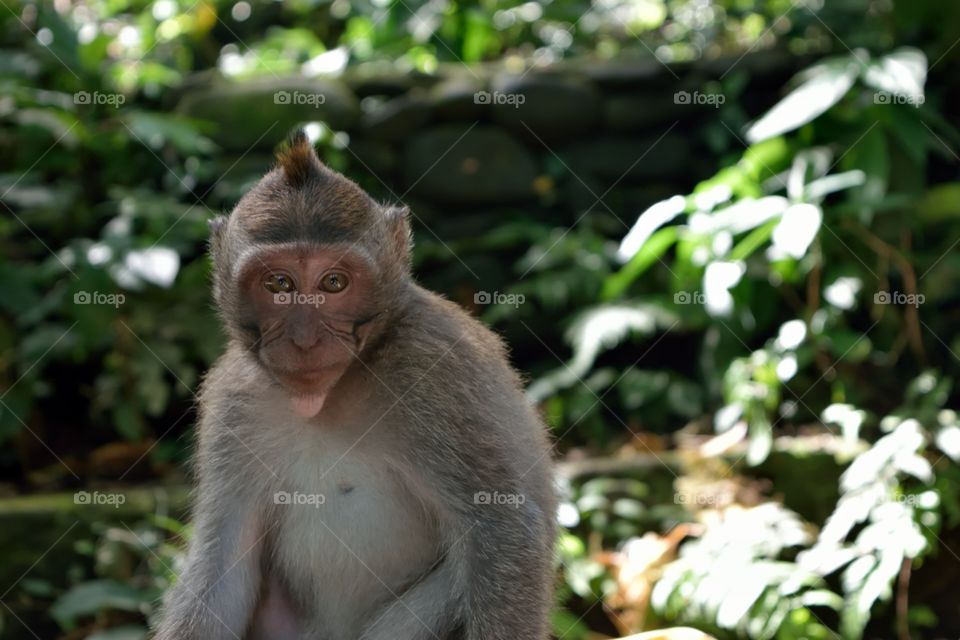 Beautiful young monkey/ape in balinesian forest. Closeup/portrait