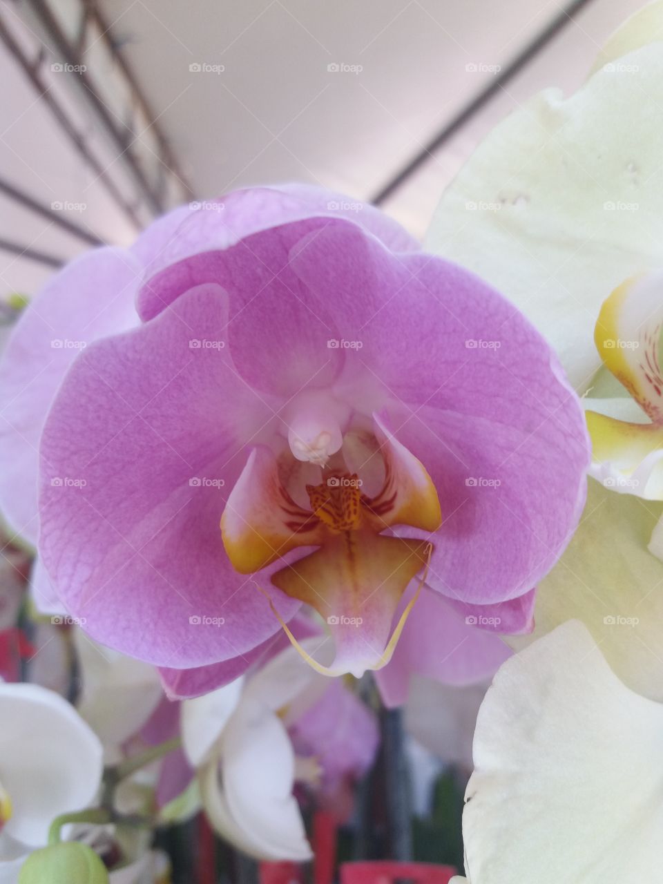 an orchid closeup