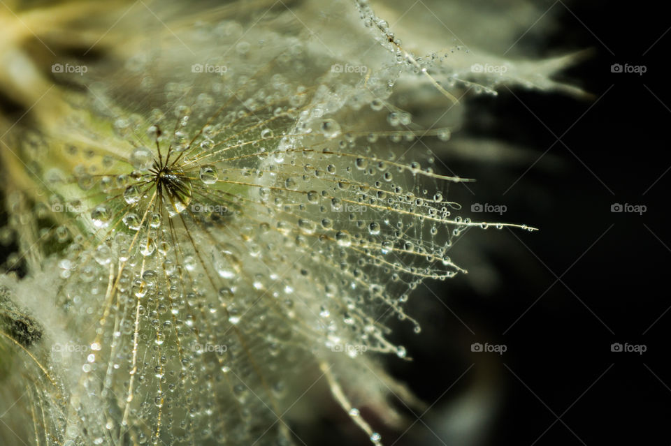 Dewdrops on a dandelion close-up