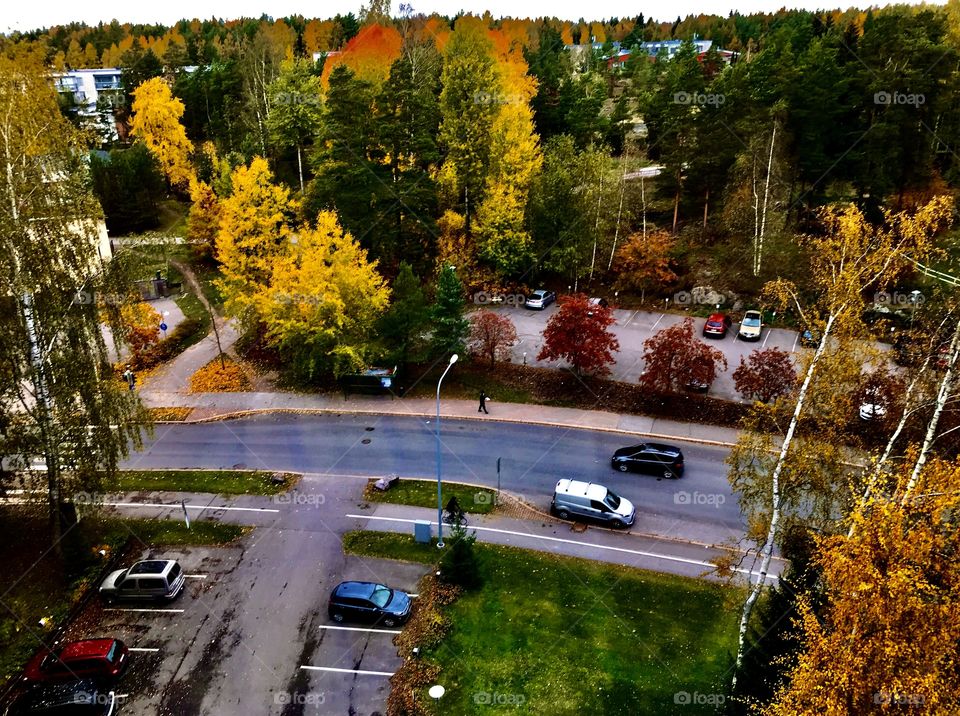 Street view from 9th floor, gorgeus autumn foliage