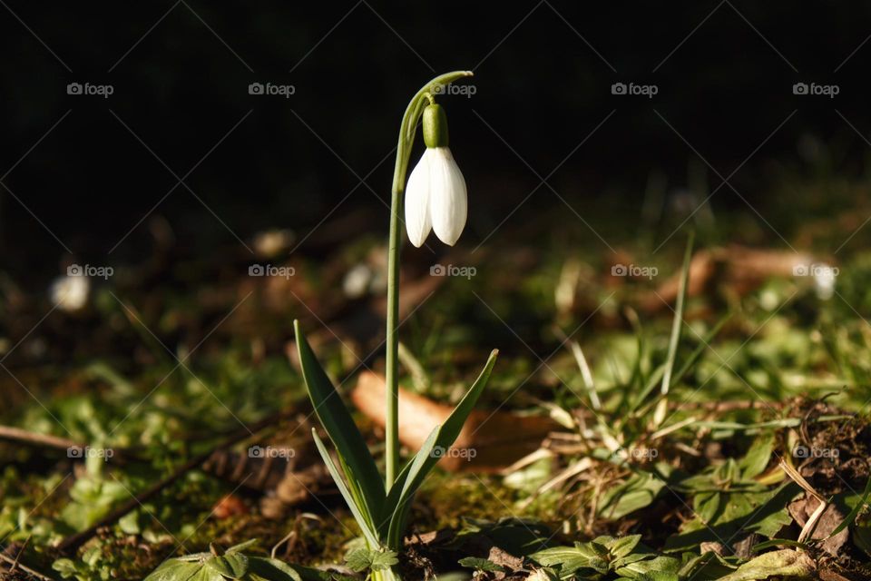 After a cold winter, the first snowdrops came out to announce the spring. Snowdrop in the afternoon sun.