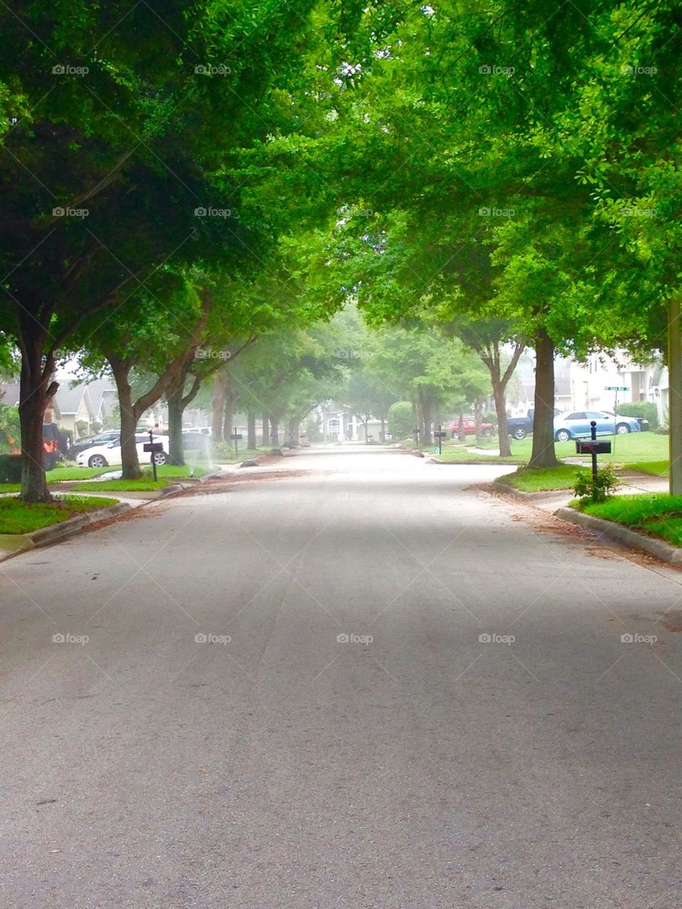 Tree-lined street on foggy morning