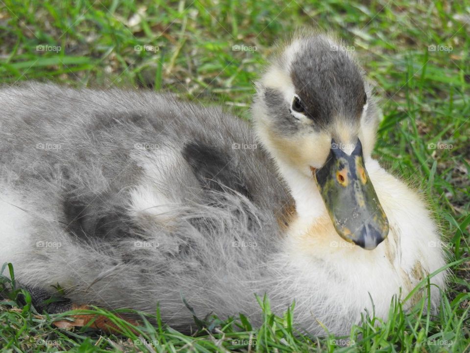 A duckling at the river