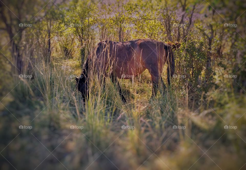 I was traveling in Kyrgyzstan. One day we drove and I saw that horse in a near by forest. 