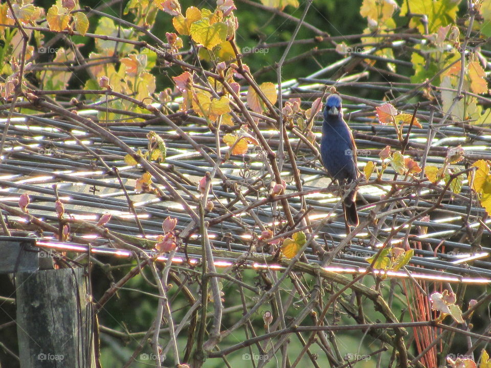 Indigo bunting on grape vine