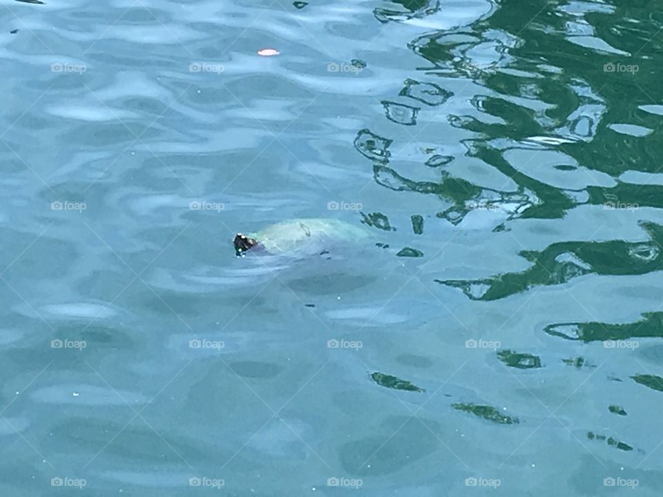 Turtle swimming in pond 