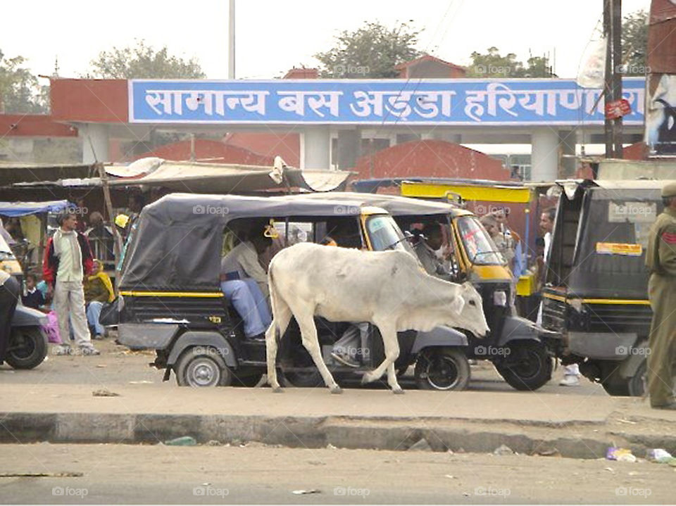 Cows in the city,India