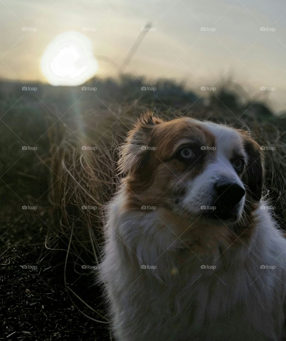 Puppy sunset