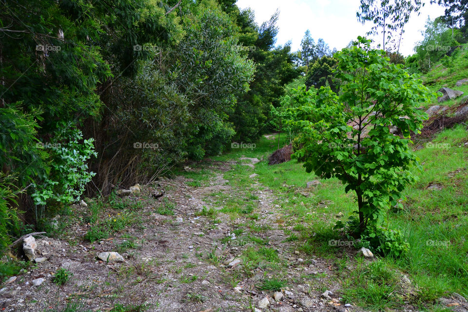 Path on the Mountains