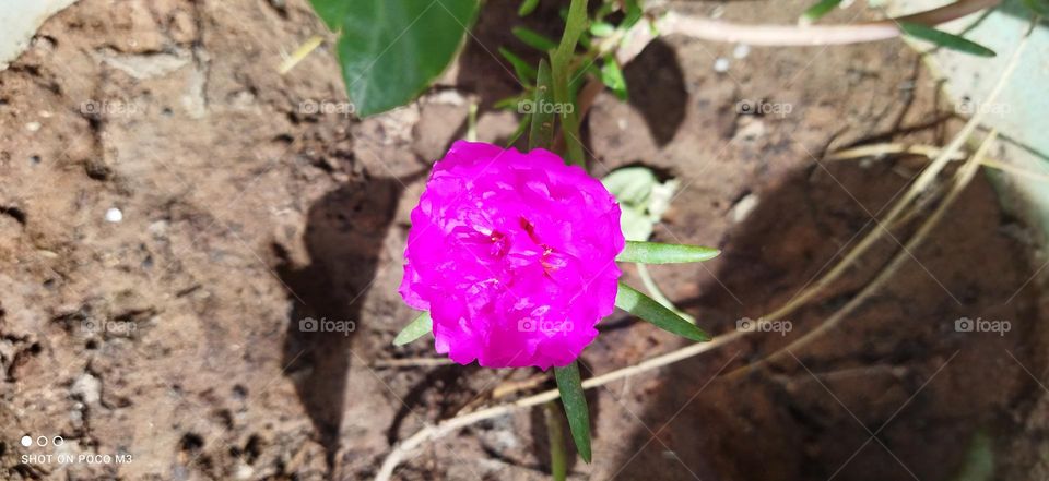 beautiful flower in the garden.