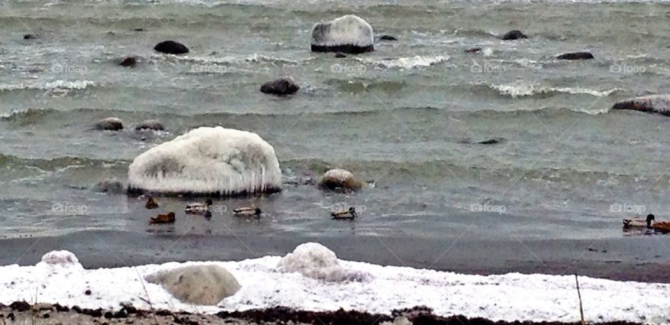 Winter, ocean, ducks,ice, rocks
