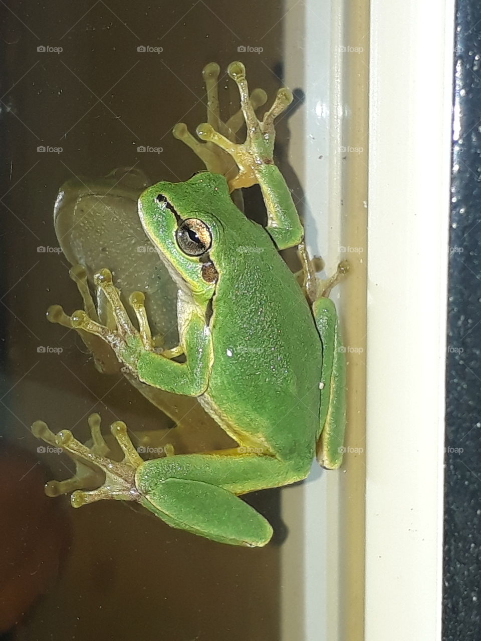 Green frog on window glass