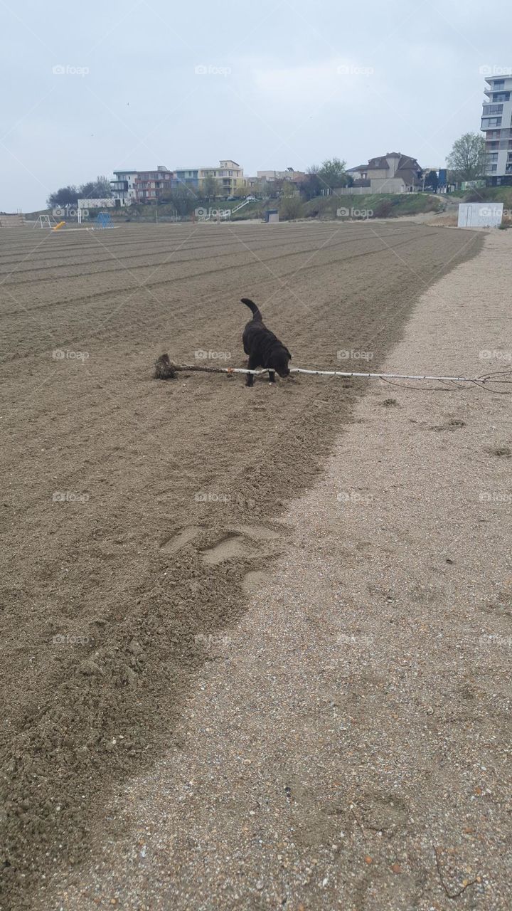 Planting the tree on the beach