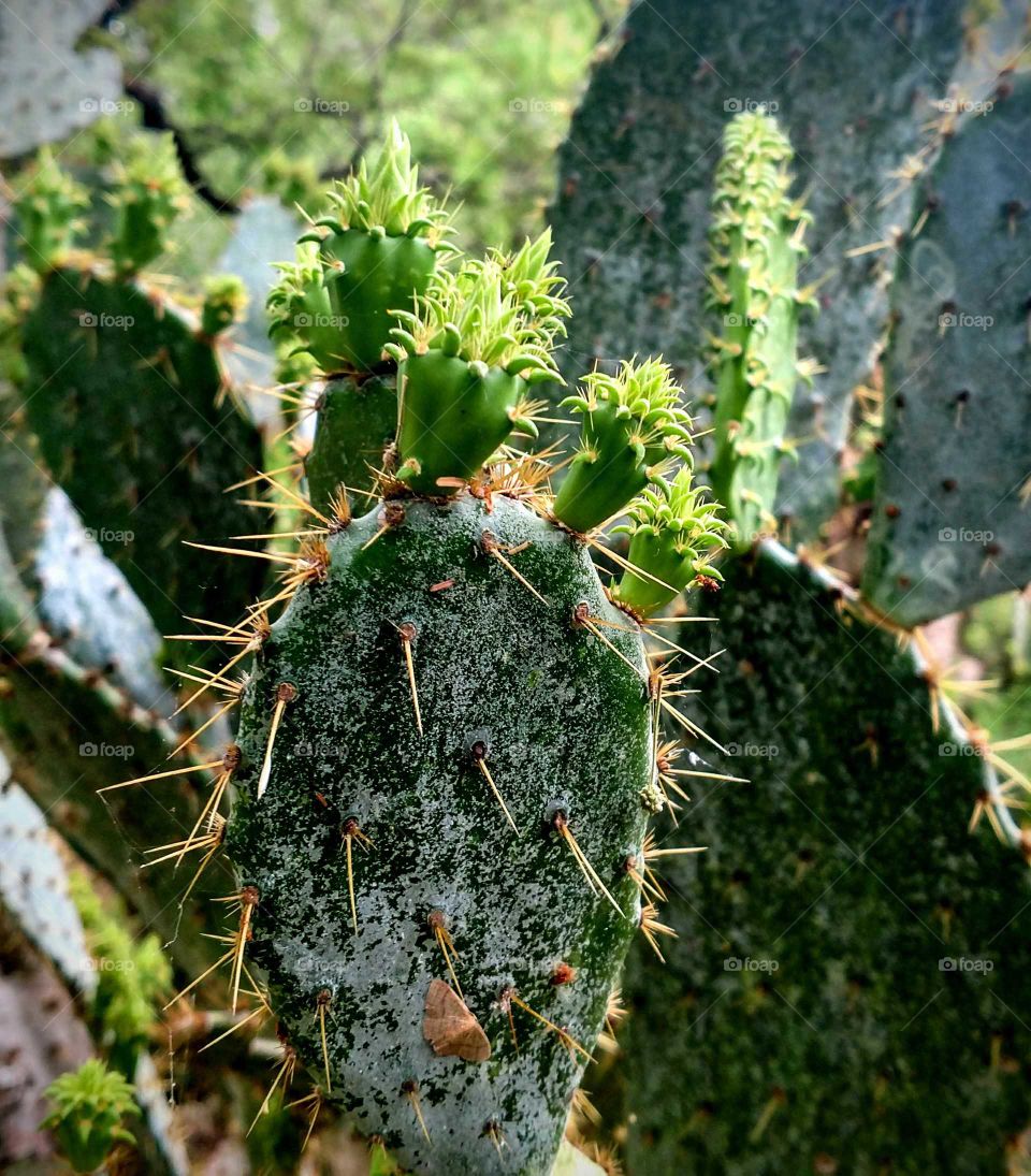spring cactus
