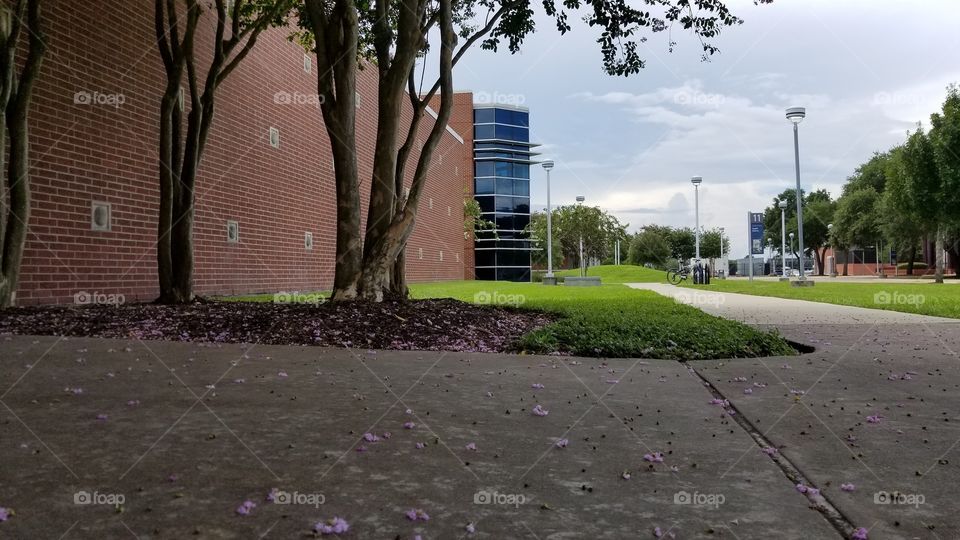 A sidewalk view of part of my college while purple tree blooms cover the ground.