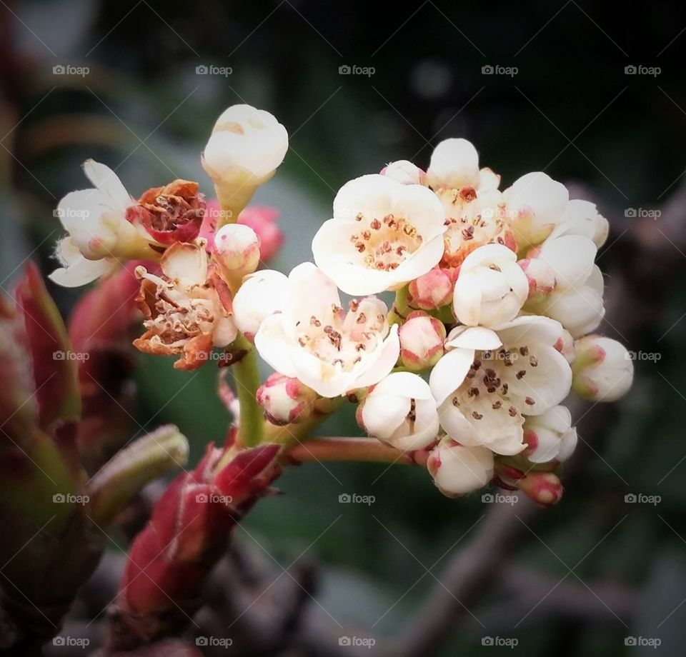 Red Tip Photinia