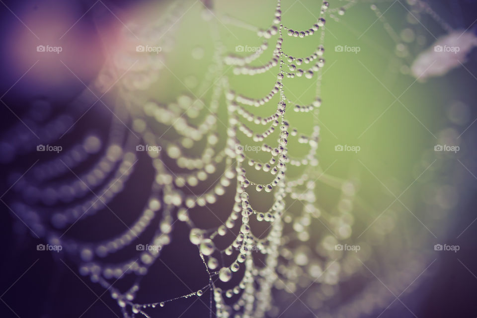 Dew Drops on Web