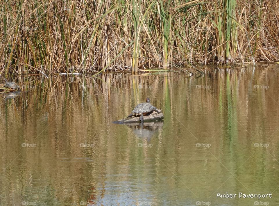 Chillin Turtle