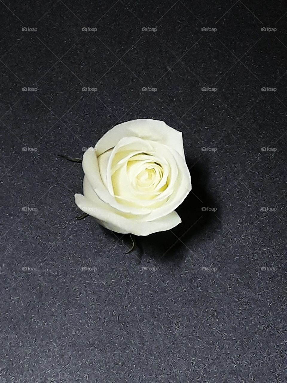 White Rose