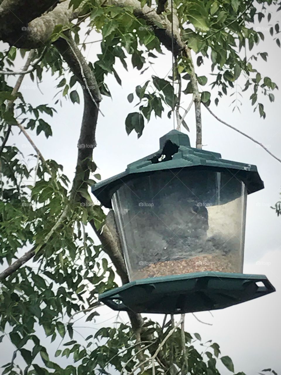 Squirrel inside the bird feeder 