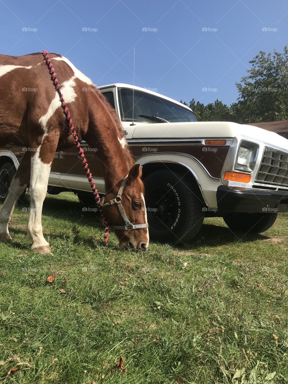 Nicky and my truck, he matches the paint color. 