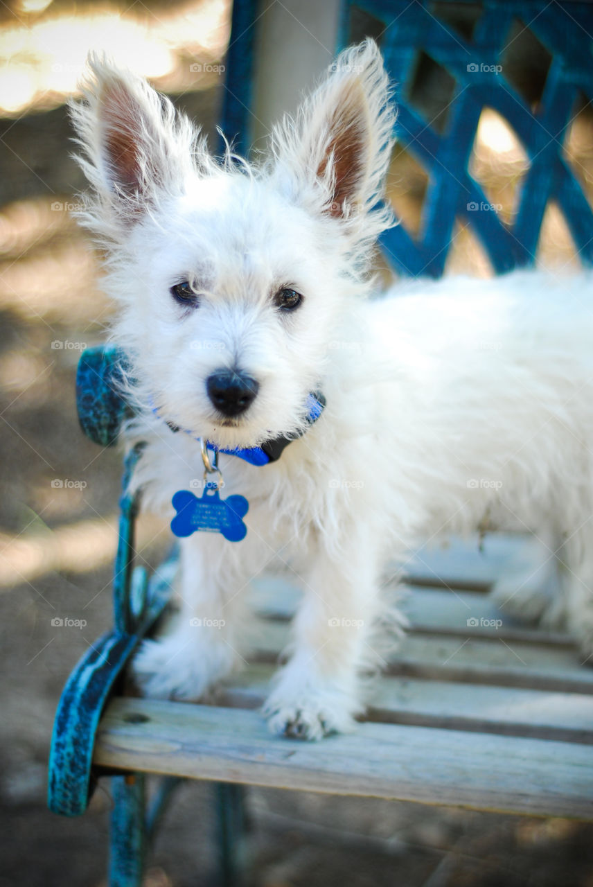 White West Highland Terrier Standing on a Bench