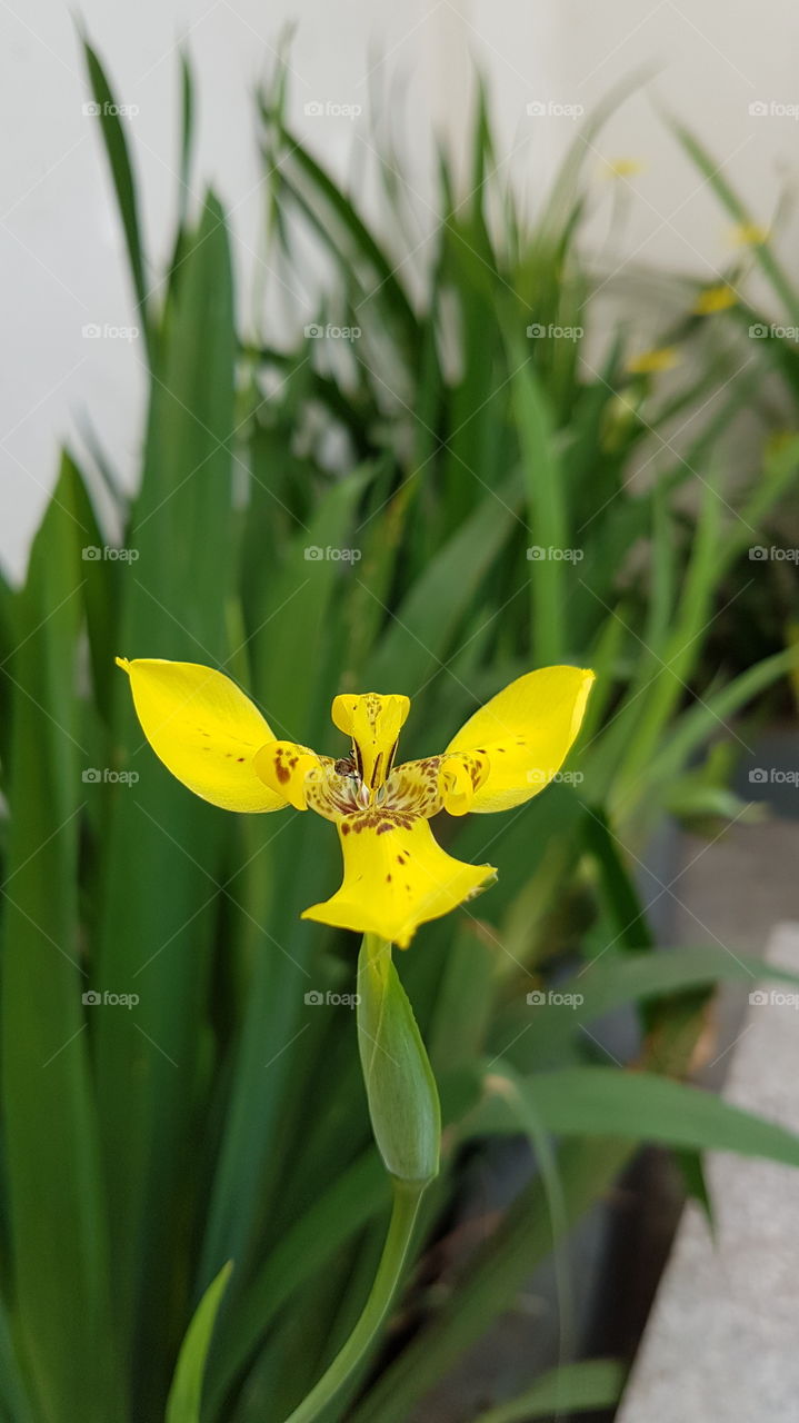 Yellow Flower in the Garden